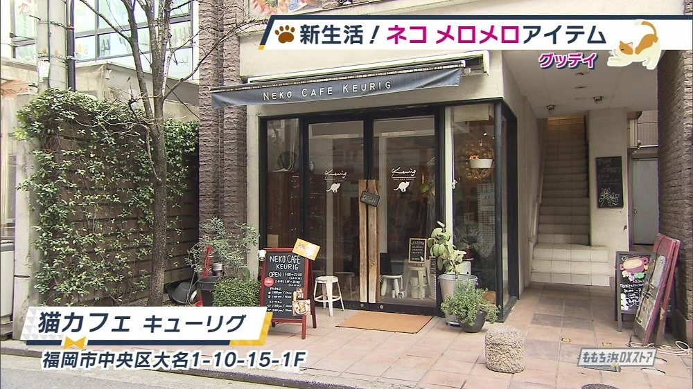 猫カフェ キューリグ お店情報 ももち浜ストア番組公式サイト テレビ西日本