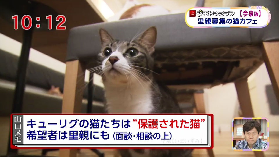 猫カフェ キューリグ ロフト天神店 お店情報 ももち浜ストア番組公式サイト テレビ西日本
