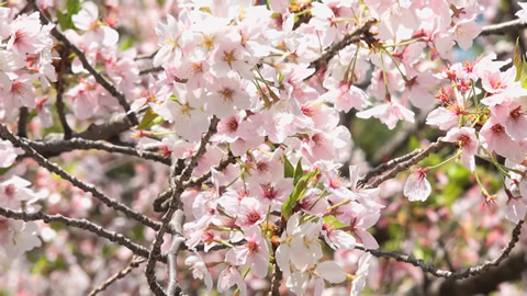 「散りゆく西公園の桜」福岡