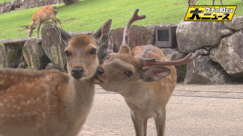 集まれウチの町を賑わせた動物たち