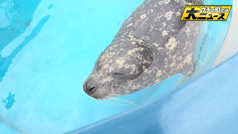 集まれウチの町を賑わせた動物たち