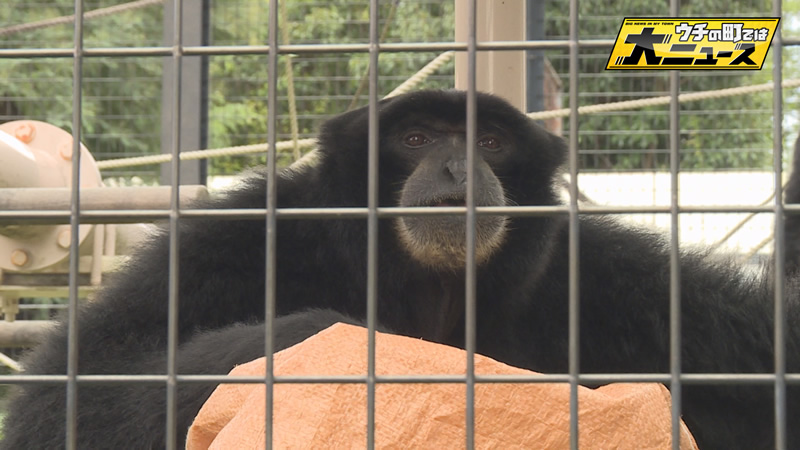 集まれウチの町を賑わせた動物たち