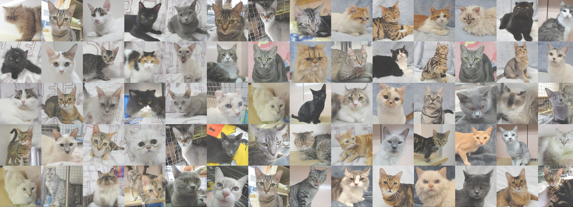 ねこちゃん写真