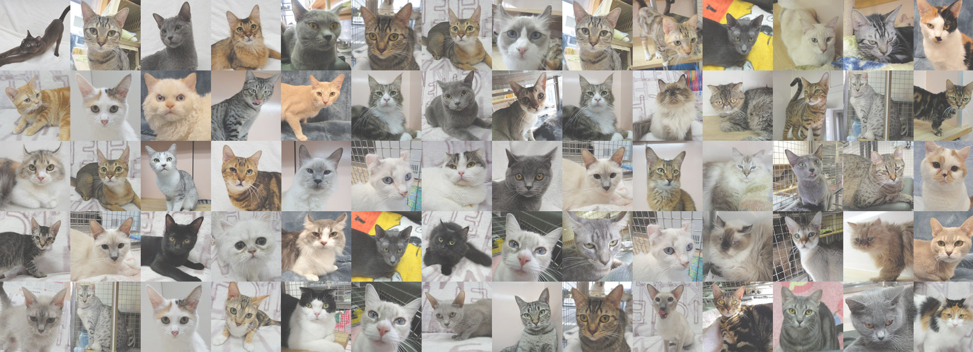 ねこちゃん写真