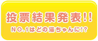 投票結果発表！NO.1はどの猫ちゃんに!?