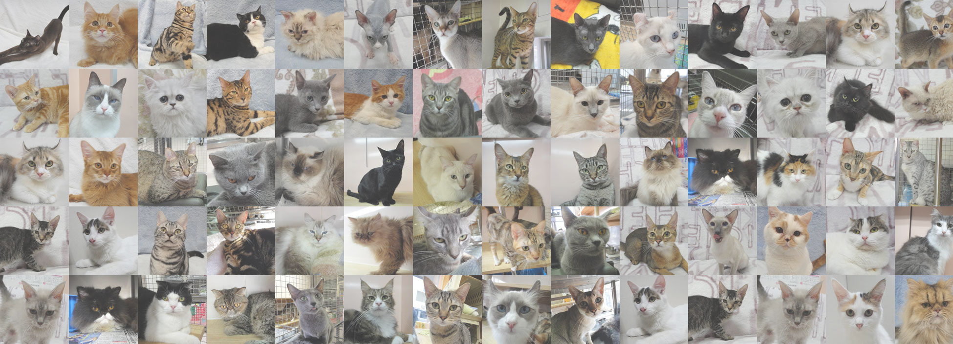 子猫から成猫まで珍しいねこが大集合！ふれあい ねこ展