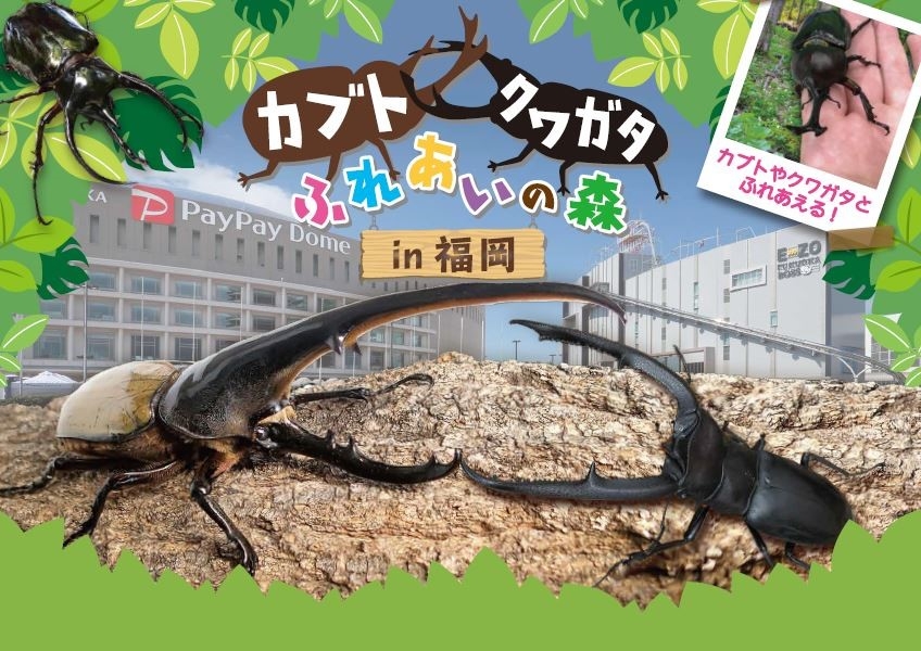うんこミュージアム隣にカブト クワガタが大集合 カブト クワガタふれあいの森 In 福岡 開催 イベント 試写会 Tnc テレビ西日本 うんこミュージアム隣にカブト クワガタが大集合 カブト クワガタふれあいの森 In 福岡 開催 イベント 試写会 Tnc テレビ西日本