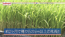 2014年6月21日 放送 初めての田植えに挑戦