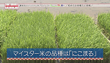 2014年6月21日 放送 初めての田植えに挑戦