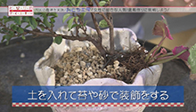 2014年9月6日 放送 女性に密かな人気！盆栽作りに挑戦しよう