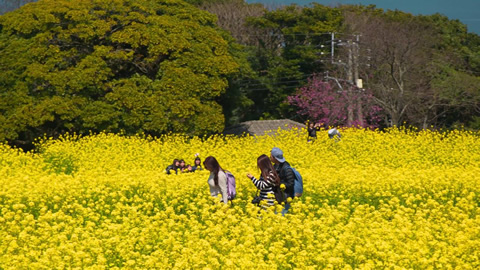 能古島の菜の花