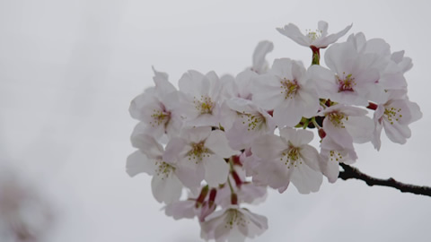 「桜②」佐賀