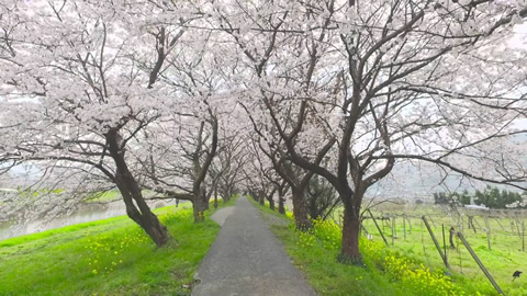 うきは市・流川桜並木