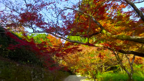 九年庵の紅葉