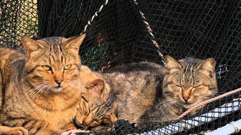 猫の島～相島