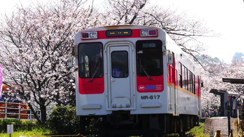 「松浦鉄道　桜のトンネル」佐賀