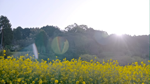 「桜」佐賀